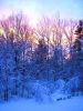 Winter Wonderland - back yard